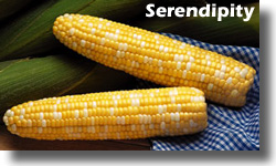 Serendipity1.jpg (16127 bytes)